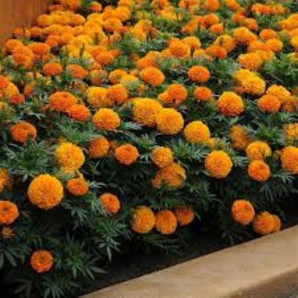 Marigold - Taishan Orange