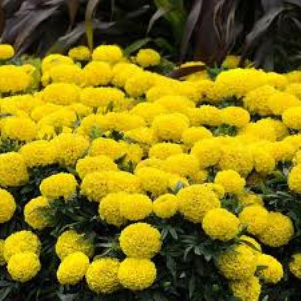 Marigold - Taishan Yellow