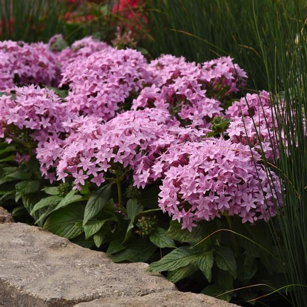 Pentas - Lucky Star Lavender