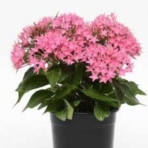 Pentas - Lucky Star Deep Pink