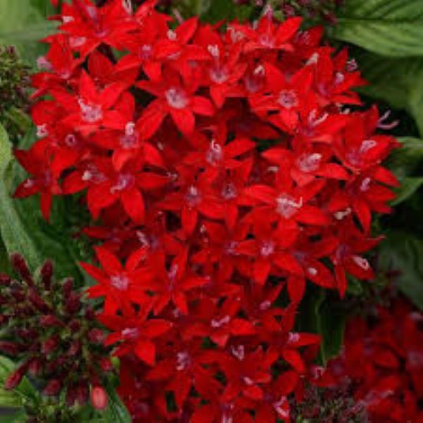 Pentas - Lucky Star Dark Red