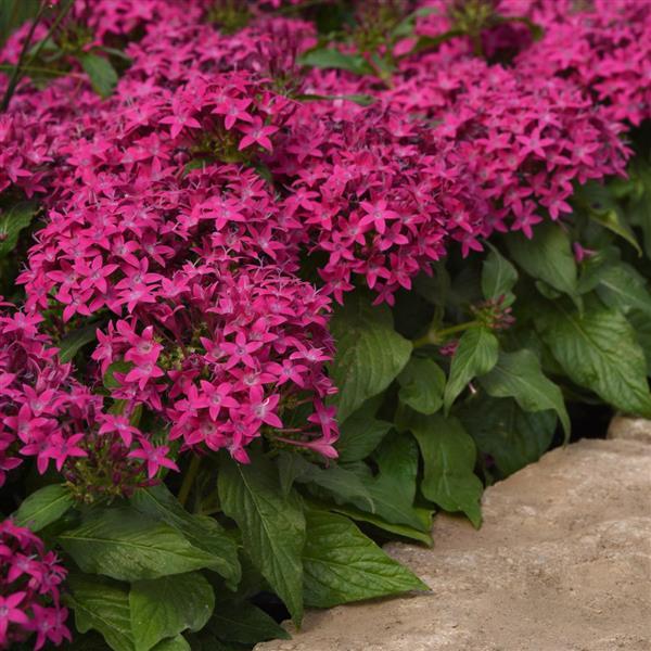 Pentas - Lucky Star Violet
