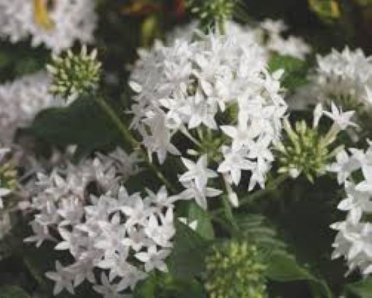 Pentas - Lucky Star White