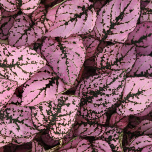 Hypoestes - Pink