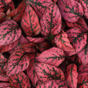 Hypoestes - Red
