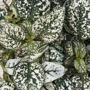 Hypoestes - White