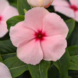Periwinkle Vinca - Valiant Apricot