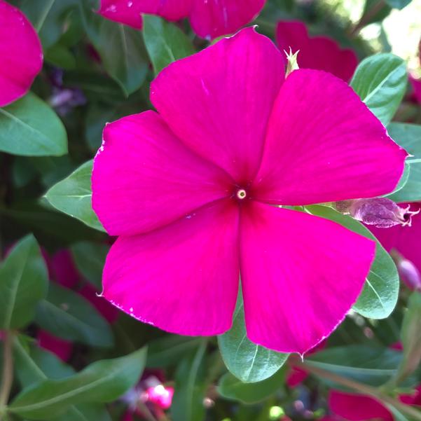 Periwinkle Vinca - Valiant Burgundy