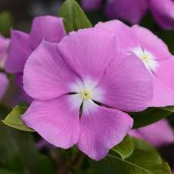 Periwinkle Vinca - Valiant Lilac