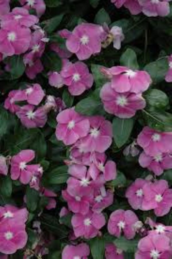 Periwinkle Vinca - Valiant Orchid