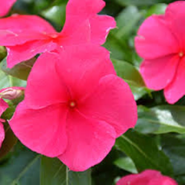Periwinkle Vinca - Valiant Punch