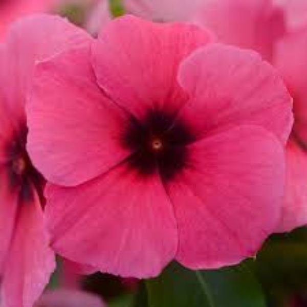 Periwinkle Vinca - Tattoo Black Cherry