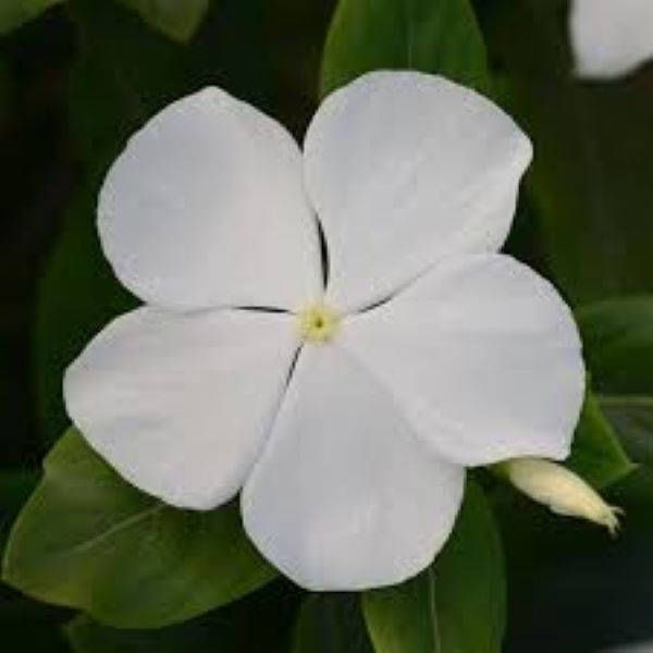 Periwinkle Vinca - Valiant White