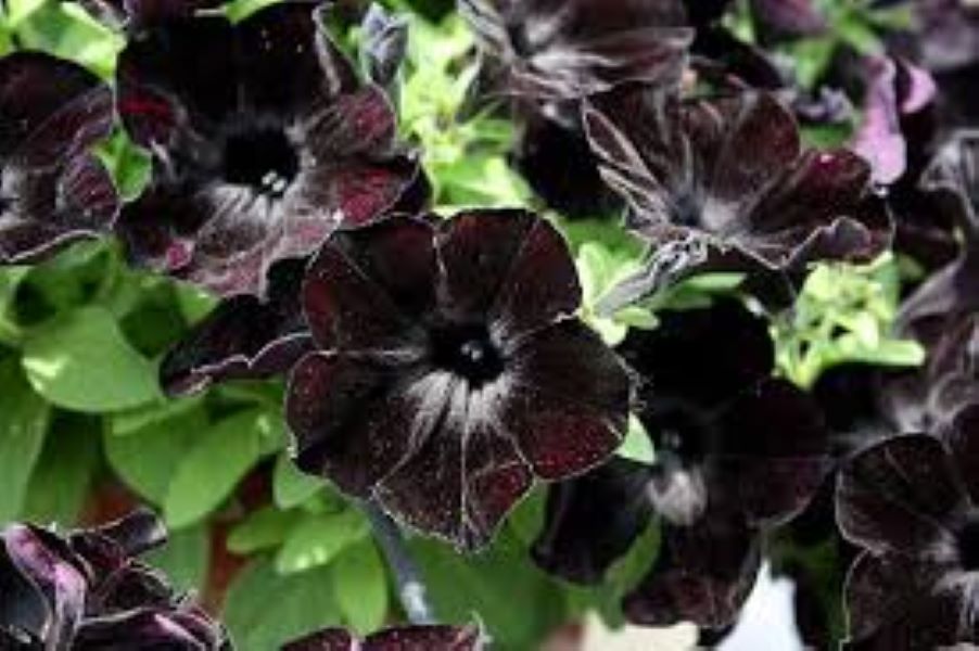 Petunia - Slingshot Black Magic