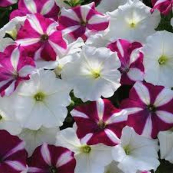 Petunia - Easy Wave Burgundy Star