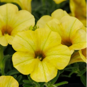 Petunia - Dekko Banana