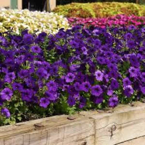 Petunia - E3 Easy Wave Blue