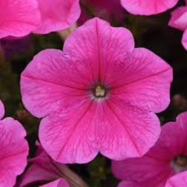 Petunia - E3 Easy Wave Pink