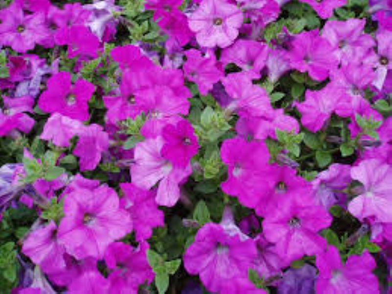 Petunia - Wave Lavender