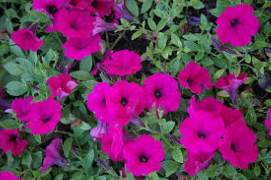Petunia - Wave Original Purple