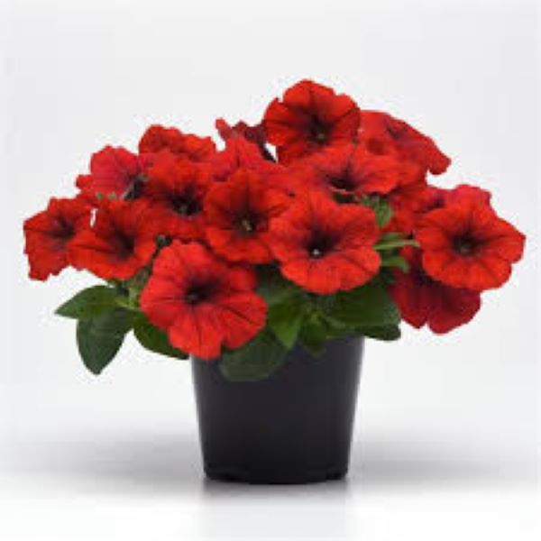 Petunia - E3 Easy Wave Red