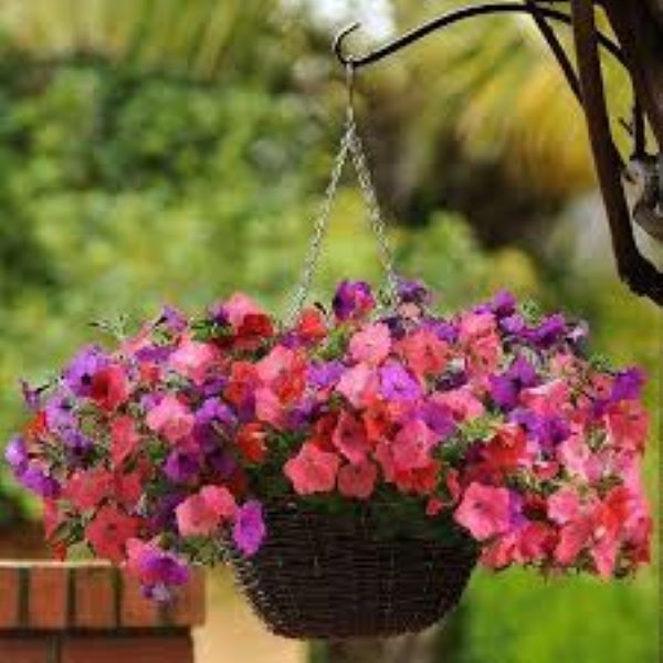 Petunia - Easy Wave South Beach Mix