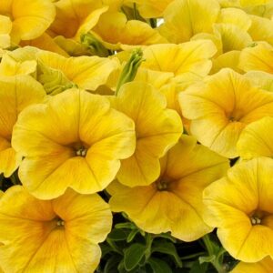 Petunia - Supercal Premium Yellow Sun