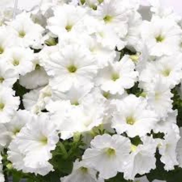Petunia - E3 Easy Wave White