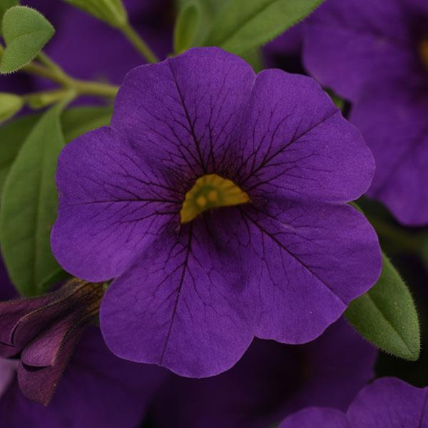 Calibrachoa - Cabaret Midnight Blue