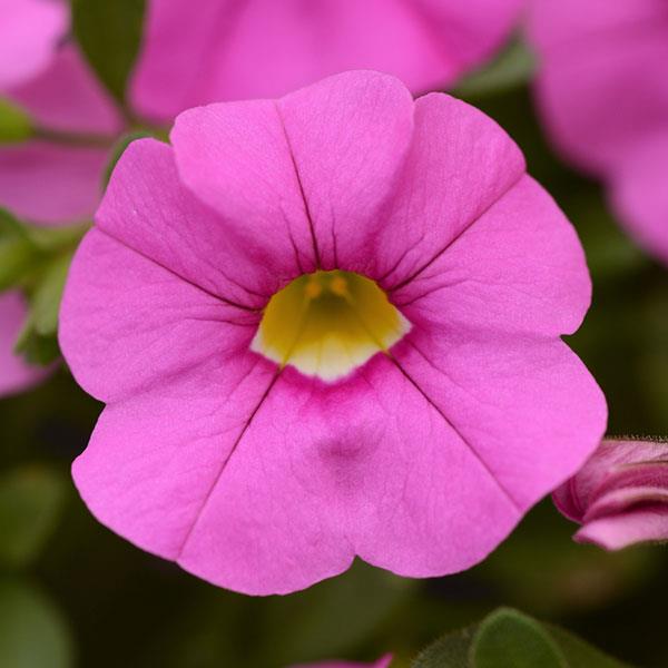 Calibrachoa - Cabaret Light Pink