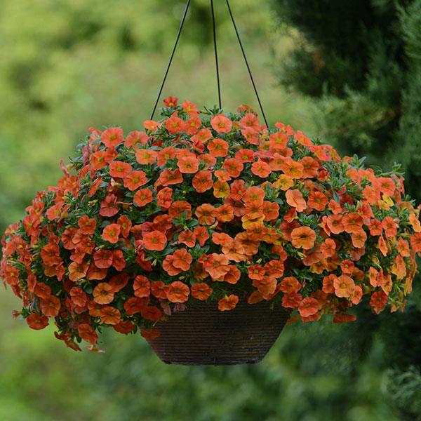 Calibrachoa - Cabaret Orange