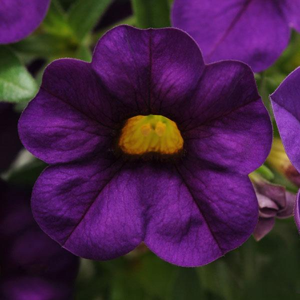 Calibrachoa - Cabaret Purple