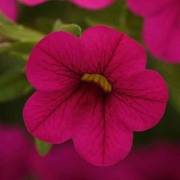 Calibrachoa - Cabaret Neon Rose