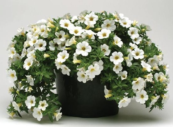 Calibrachoa - Cabaret White