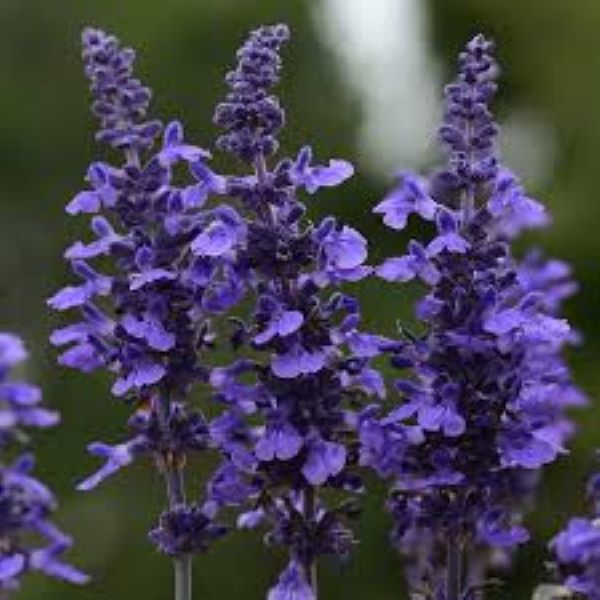 Salvia - Mysty