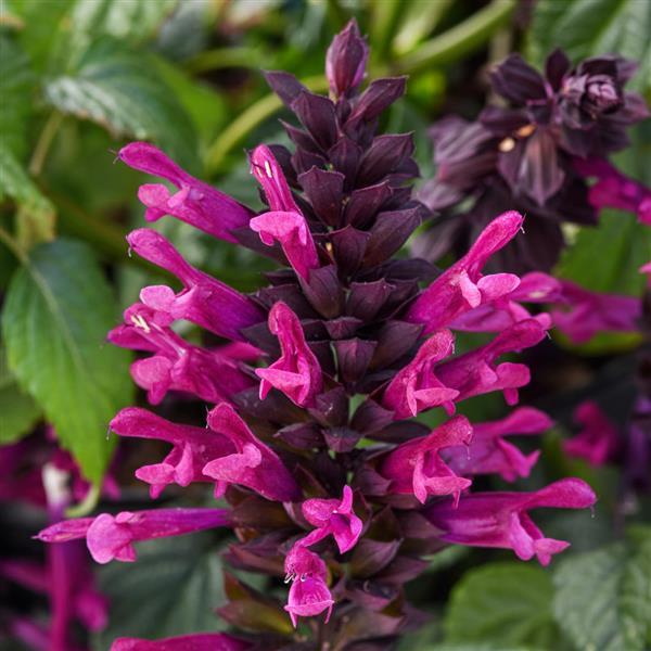 Salvia - Plum Crazy