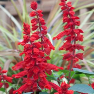 Salvia - Saucy Red
