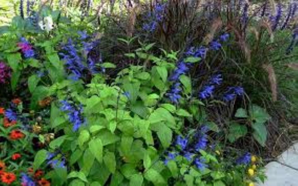 Salvia - Black & Blue