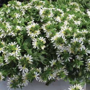 Scaevola - Surdiva White
