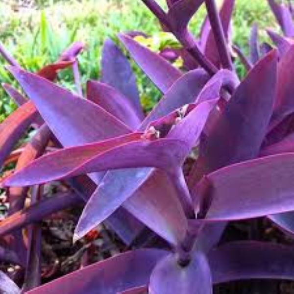 Tradescantia - Purple Heart