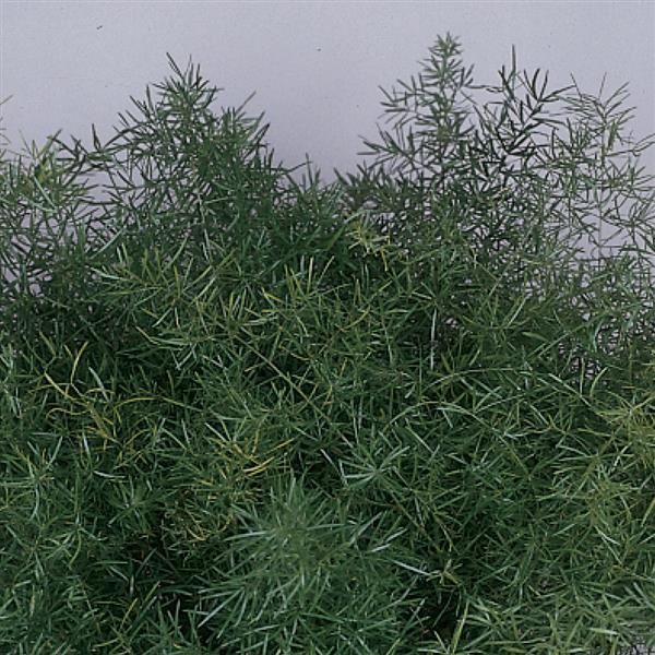 Asparagus Fern - Sprengeri