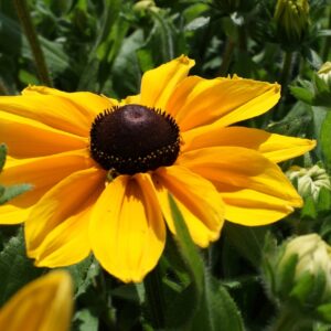 Rudbeckia - Sunspot Gold