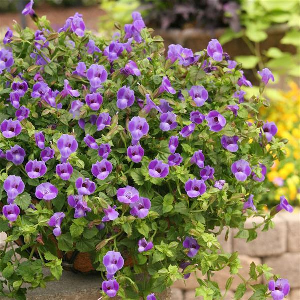 Torenia - Summer Wave Large Blue
