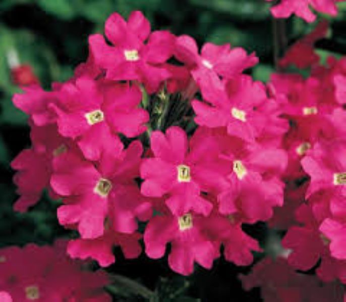 Verbena - Lanai Deep Pink