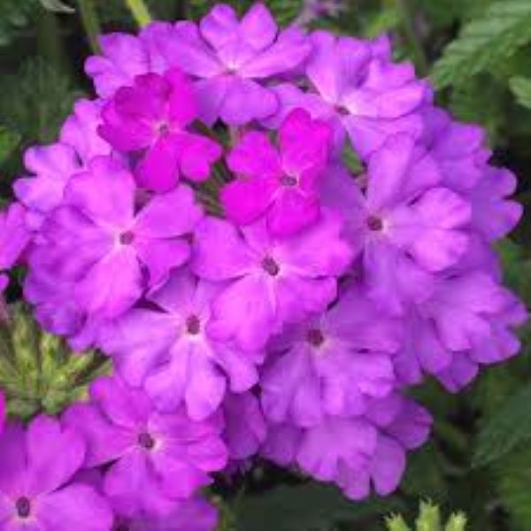 Verbena - Lanai Lilac