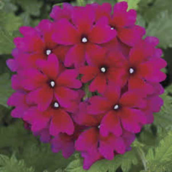 Verbena - Lanai Magenta