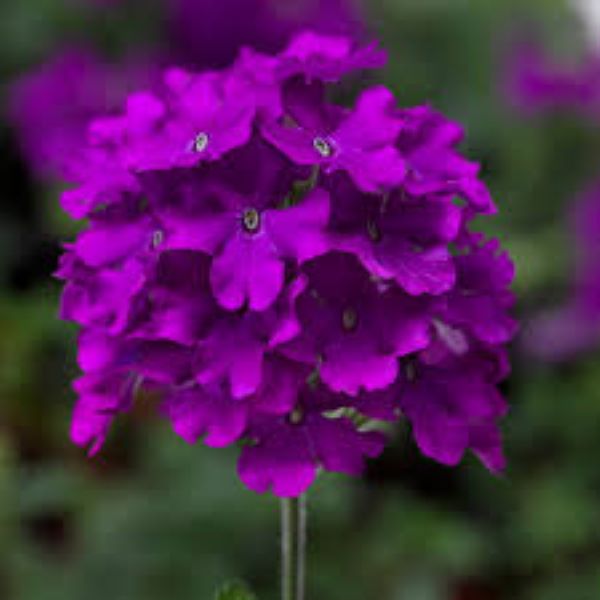 Verbena - Lanai Purple