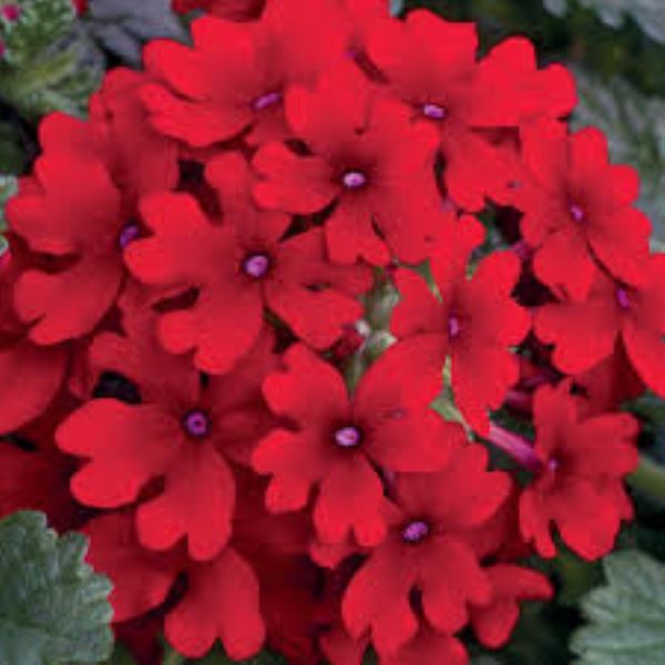 Verbena - Lanai Red