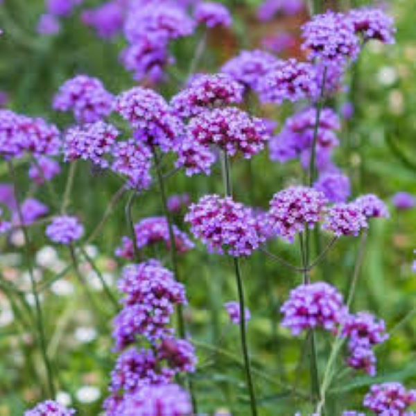 Verbena bonariensis