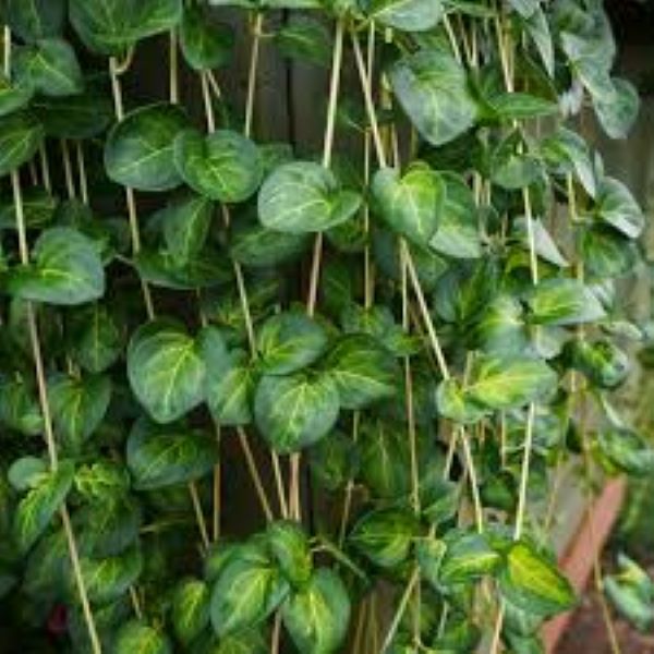Vinca Vine